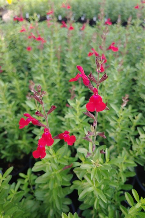 Salvia Greggii Furmans Red Salvia Furmans Red From Plantworks Nursery