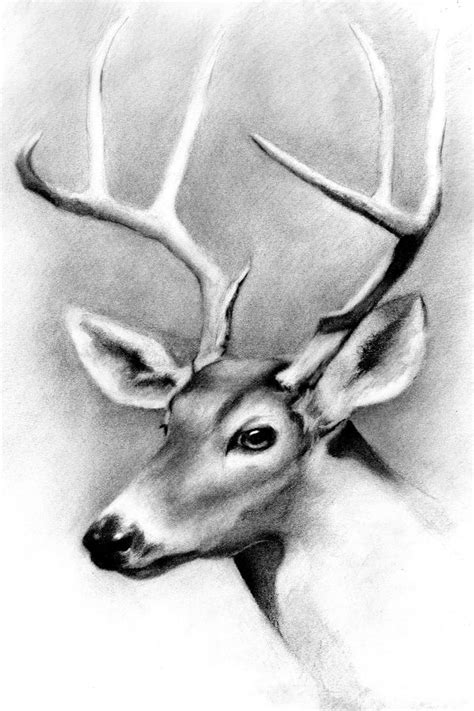 Charcoal Deer Abstract Pencil Drawings Realistic Animal Drawings
