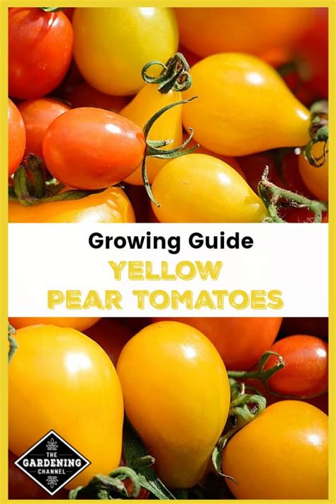 Growing Heirloom Yellow Pear Tomatoes A Guide Gardening Channel