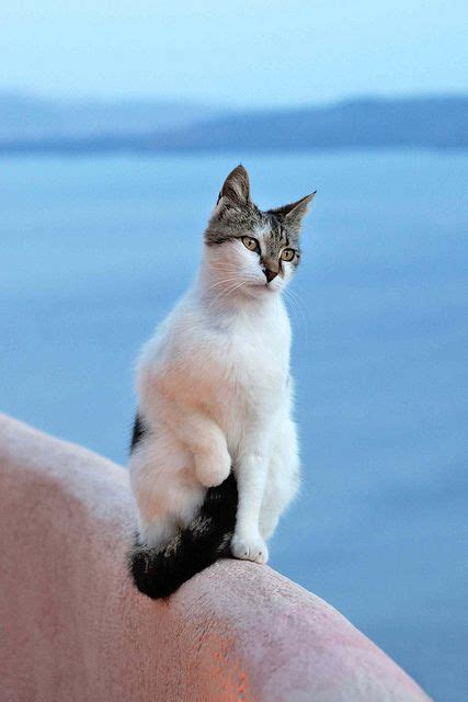 Contemplation Santorini Photo Chat Cat Photo Pretty Cats Beautiful