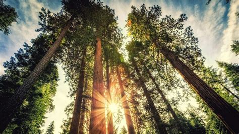 Le Séquoia Géant Est Une Espèce Endémique Que Lon Trouve Seulement