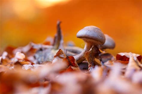 Mushroom In Dry Autumn Leaves Closeup Stock Photo Image Of Background