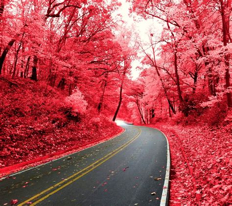 Wallpaper Nature Red Road Cherry Blossom Pink Tree Autumn Leaf