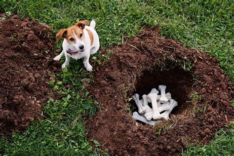 Why Do Dogs Bury Bones Southern Living