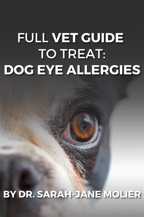 Dog Eye Allergies Symptoms Causes And Effective Treatments Artofit