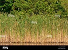 Totorales al borde de un estanque Fotografía de stock - Alamy