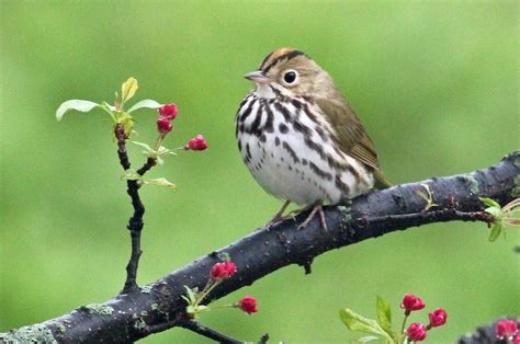 21 Small Brown Birds You Might See Birds And Blooms