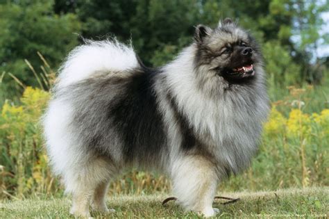 Keeshond A Dog Breed Native To The Netherlands Dutch Barge I Love
