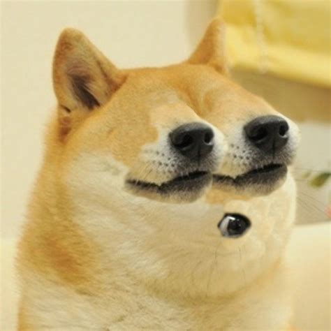 When did the dog memes start? Mutated Doge | Doge | Know Your Meme