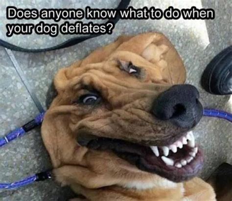 53 Wonderfully Funny Animal Memes Themes And Pics Cutesypooh Funny