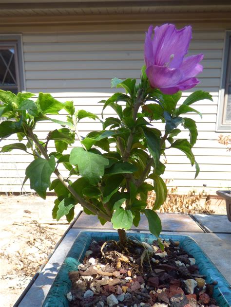 My Rose Of Sharon Blooming My Wifes Favorite Rbonsai