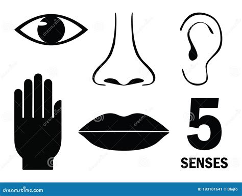 Cinco Sentidos Humanos Ilustra O Do Vetor Ilustra O De Sensorial