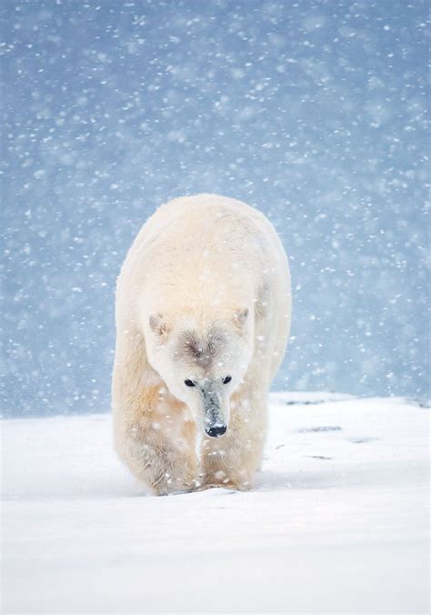 Más De 25 Ideas Increíbles Sobre Polar Bear Images En Pinterest Osos
