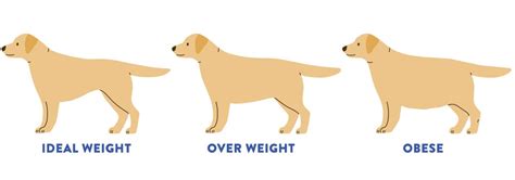 How To Know If Your Dog Is Overweight Petmate Academy