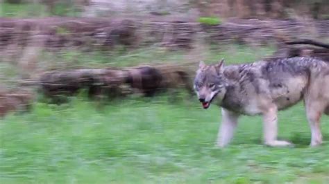 Detroit Zoo Wolf Wilderness Adds New Female Gray Wolf