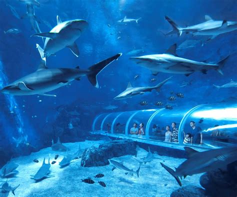 5 Best Aquariums In The World That You Have To Sea Wanderluxe