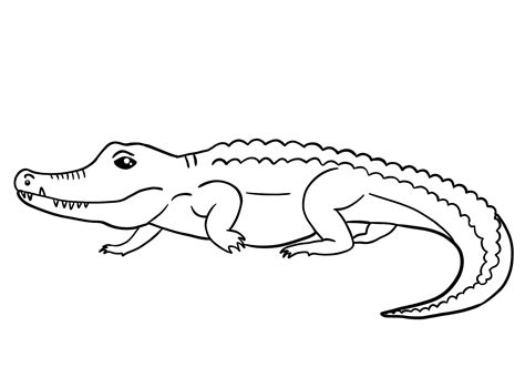 Alligator Drawing Outline