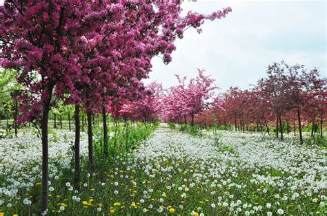 Three Dogs In A Garden Spring Flowering Trees In All Their Glory