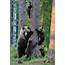 Bear Family / Other Animals Postcards Postallove  Made