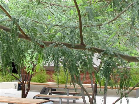 Find Trees And Learn University Of Arizona Campus Arboretum