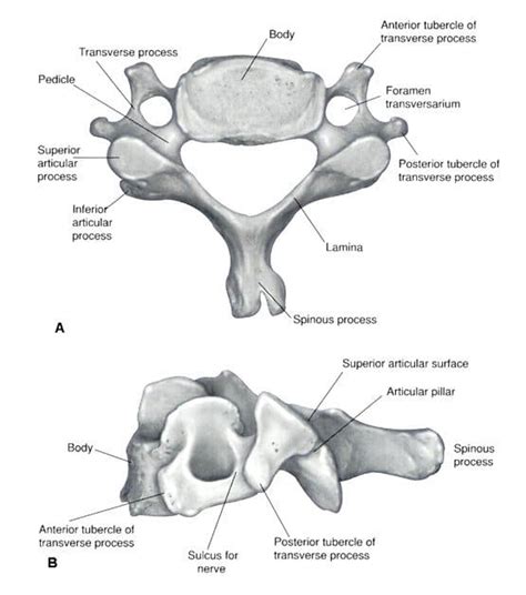 Vertebre Cervicali La Guida Completa