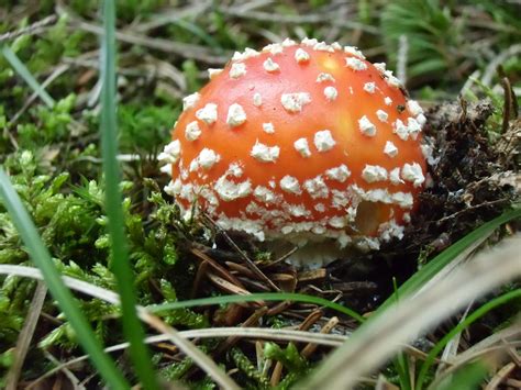 Free Images Fungus Mushrooms Fly Agaric Toxic Bolete Red Fly