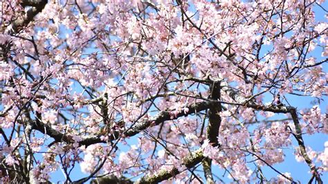 Yatra Cherry Blossom Festival 21 🌸 Shillong Meghalaya Youtube