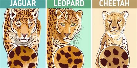 How To Spot The Difference Between A Cheetah A Leopard And A Jaguar Theinfotimes