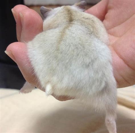 They Like Big Butts And Cannot Lie Hamster Bottoms The