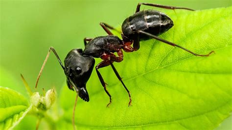 Eastern Carpenter Ants Identification Behavior And Control