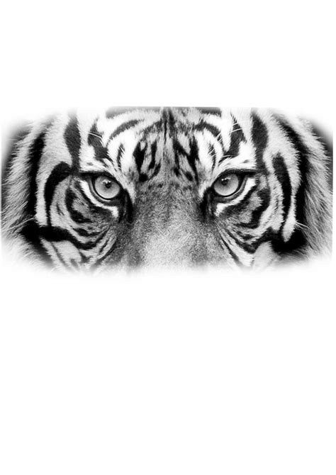 Tiger Forearm Tattoo Tiger Eyes Tattoo Lion Head Tattoos Eye Tattoo