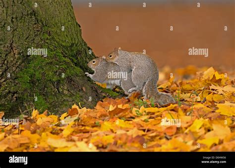 Squirrels Mating Hi Res Stock Photography And Images Alamy