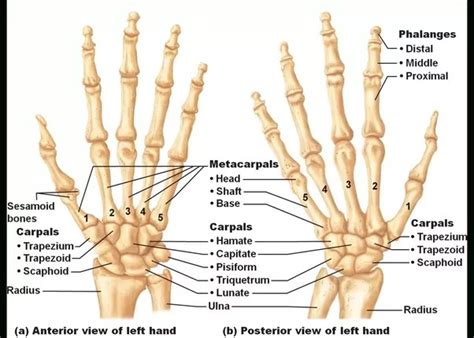 Bones come in all shapes and sizes and have many roles. What are the names of hand's bones? - Quora