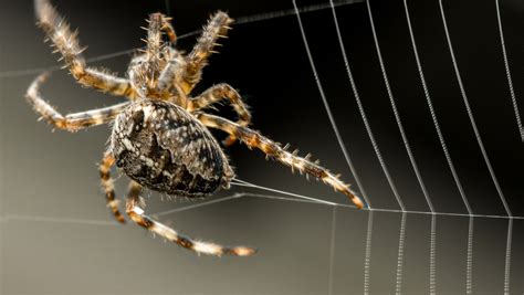 Spider Silk The Biology Behind The Incredible Material Research And Development World
