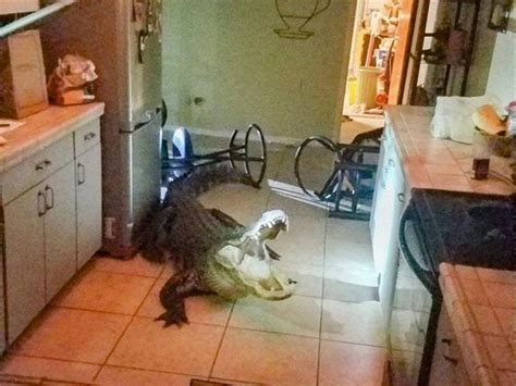 Alligator Measuring 11 Feet Breaks Into Florida Residents Home Through