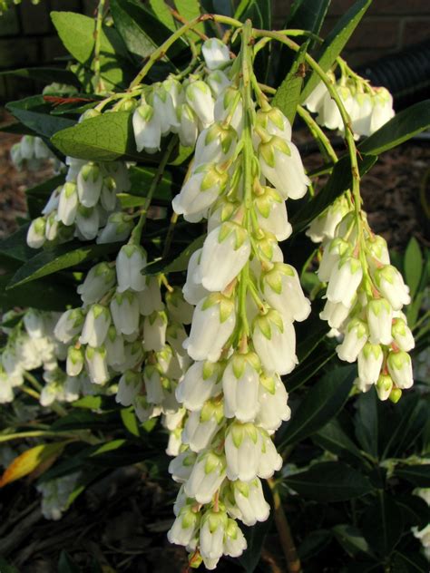 Pieris Japonica Prelude Plants Direct Victoria Bc