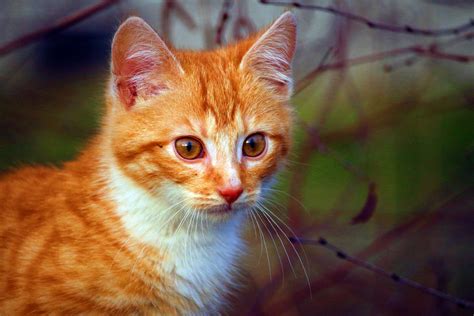Free Picture Yellow Cat Curious Young Kitten Animal Feline Fur
