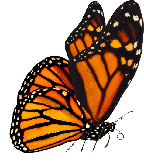 Monarch Butterfly Cartoon