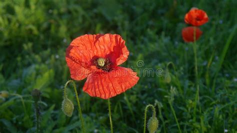 Red Poppies Growing Wild In An English Field Stock Image Image Of