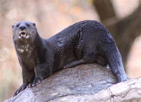Filespotted Necked Otter 1 Wikipedia