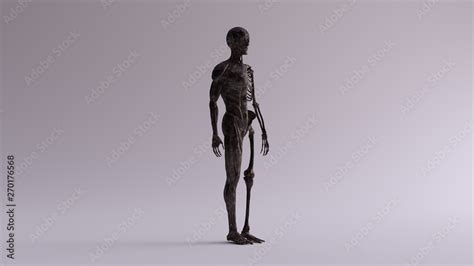 Black Iron Ecorche Half Skeletal System Half Muscle System Anatomical