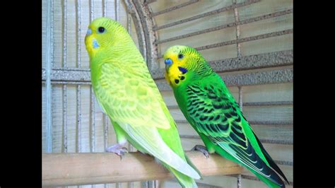 Lovely Parakeets Budgies Kissing And Grooming Love Birds Kisses Youtube
