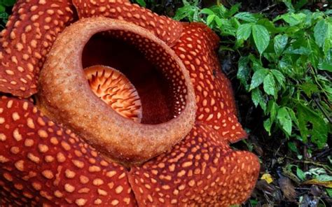 Mengenal Bunga Rafflesia Arnoldii Ulya Days