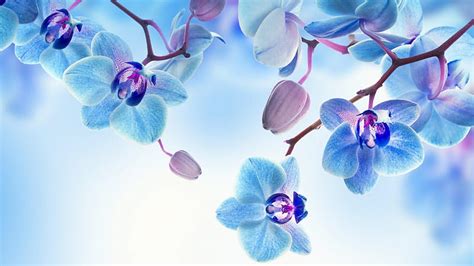 Purple Orchid Flower White Blue Blue And Purple Orchids Hd