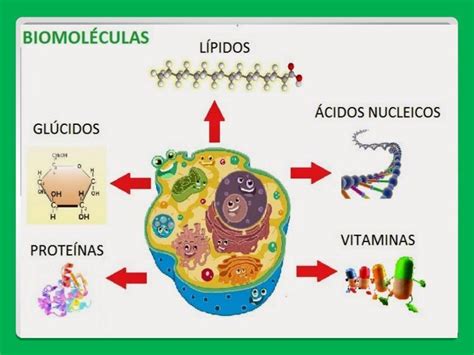 Relación Entre Las Biomoléculas Y Las Características De Los Seres