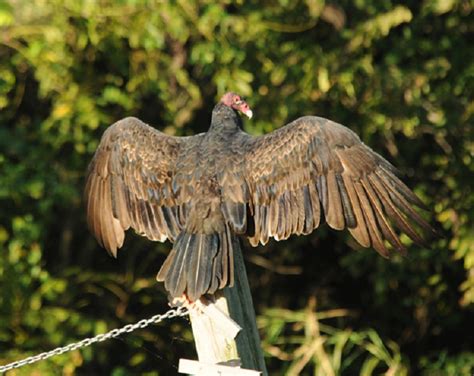Turkey Vulture State Of Tennessee Wildlife Resources Agency