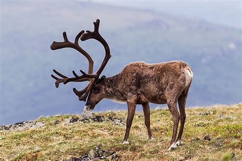 Animals That Live In The Tundra Worldatlas