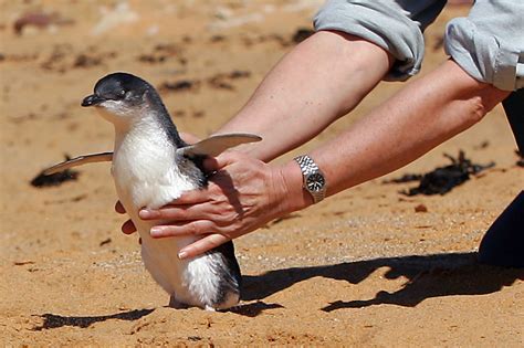 The southernmost continent has the most penguins of magellanic penguins, gentoo penguins and rockhopper penguins—named for their ability to leap the blue penguin is the world's smallest penguin and is named for its unique color. 'Oldest fairy penguin' on island gets a longer lease of ...