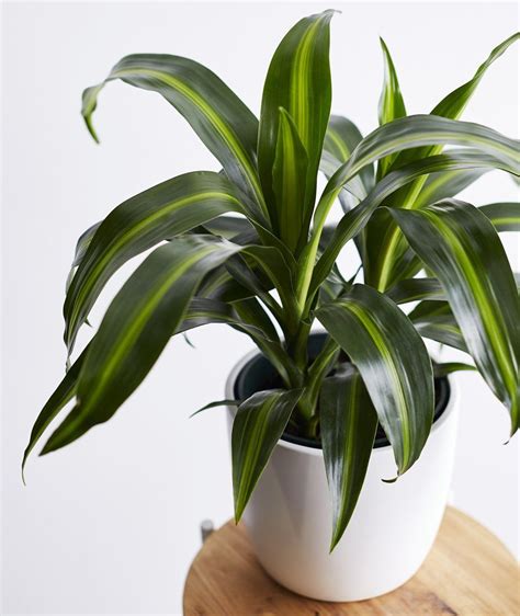 How To Care For Your Hawaiian Sunshine Dracaena Fragrans Indoor Potted