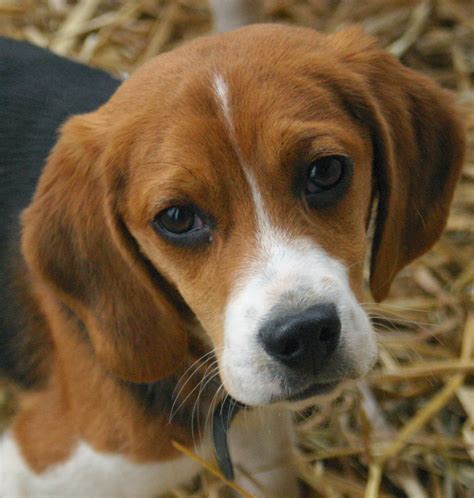 Mira Aqui Fotos De Cachorros Beagle Super 4 Patas